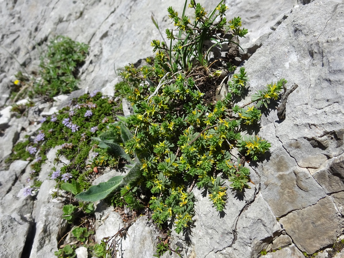 Thymelaea tinctoria subsp. nivalis (Thymelaeaceae)